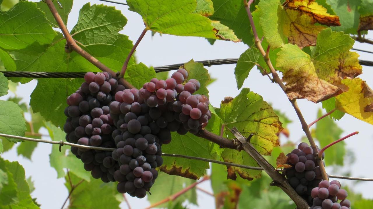 Ferienwohnung Elbsommer Am Weinberg Meißen Eksteriør billede